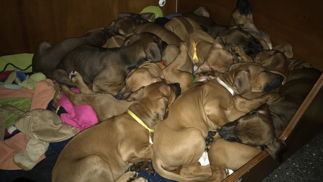 Pups naar nieuwe baasjes