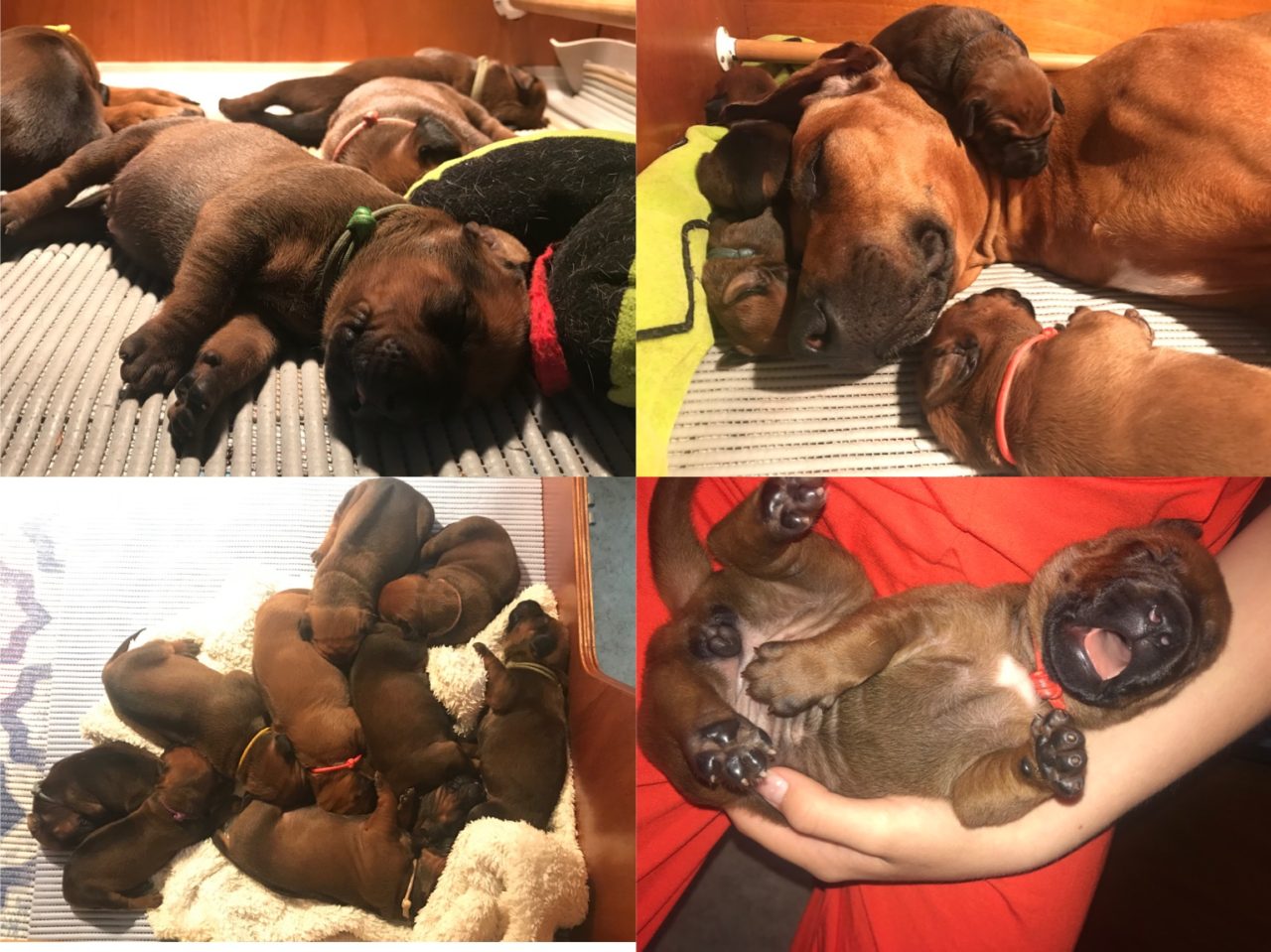 Pups 1 week oud