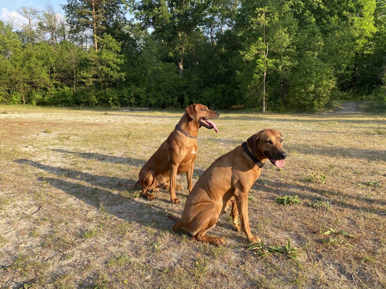 Romantiek tussen Makanyi en Tika